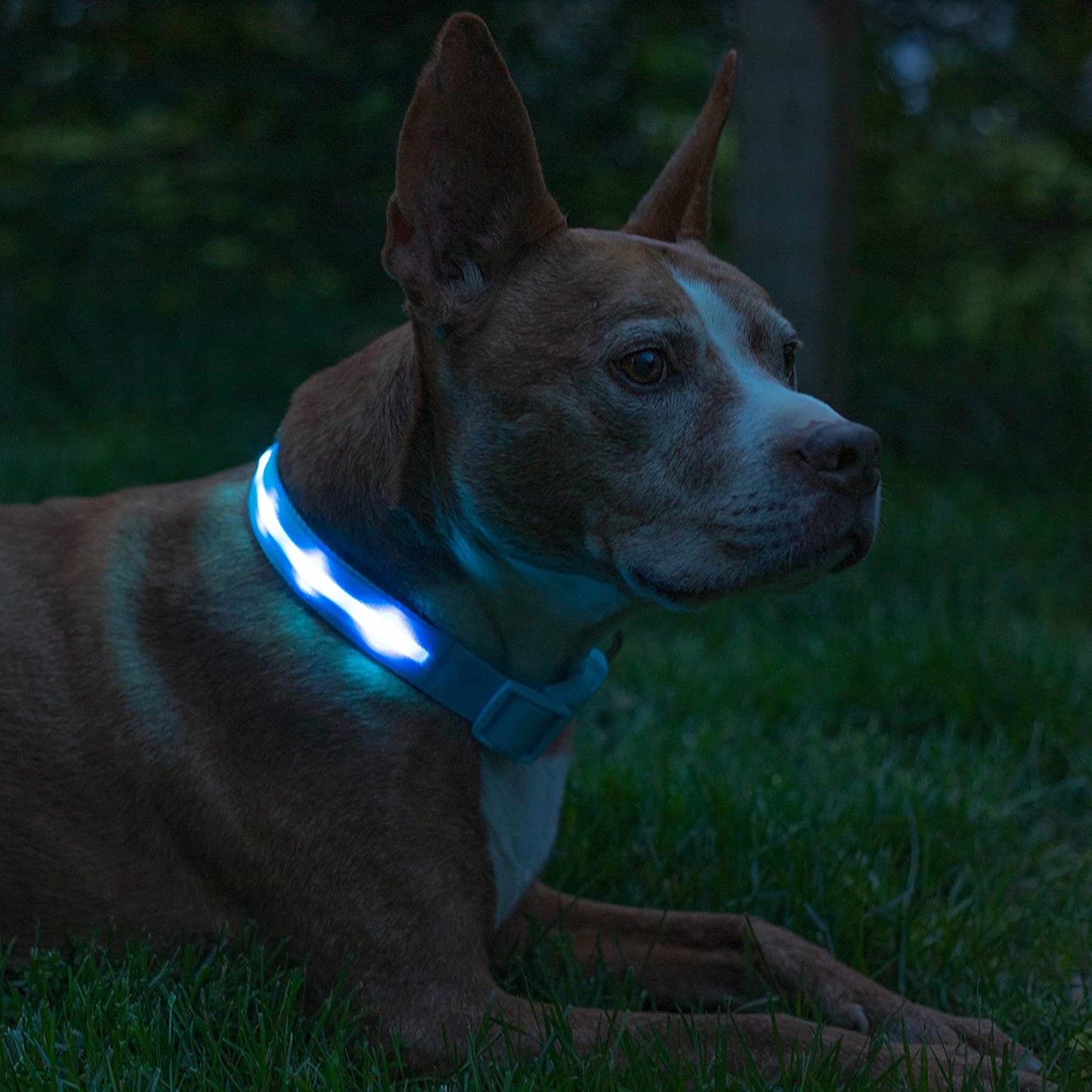 Glow Like a Pup Star: The Disco Collar with 1,000 Feet of Visibility - Rechargeable, Waterproof, and Ready to Party on Your Night Walks!
