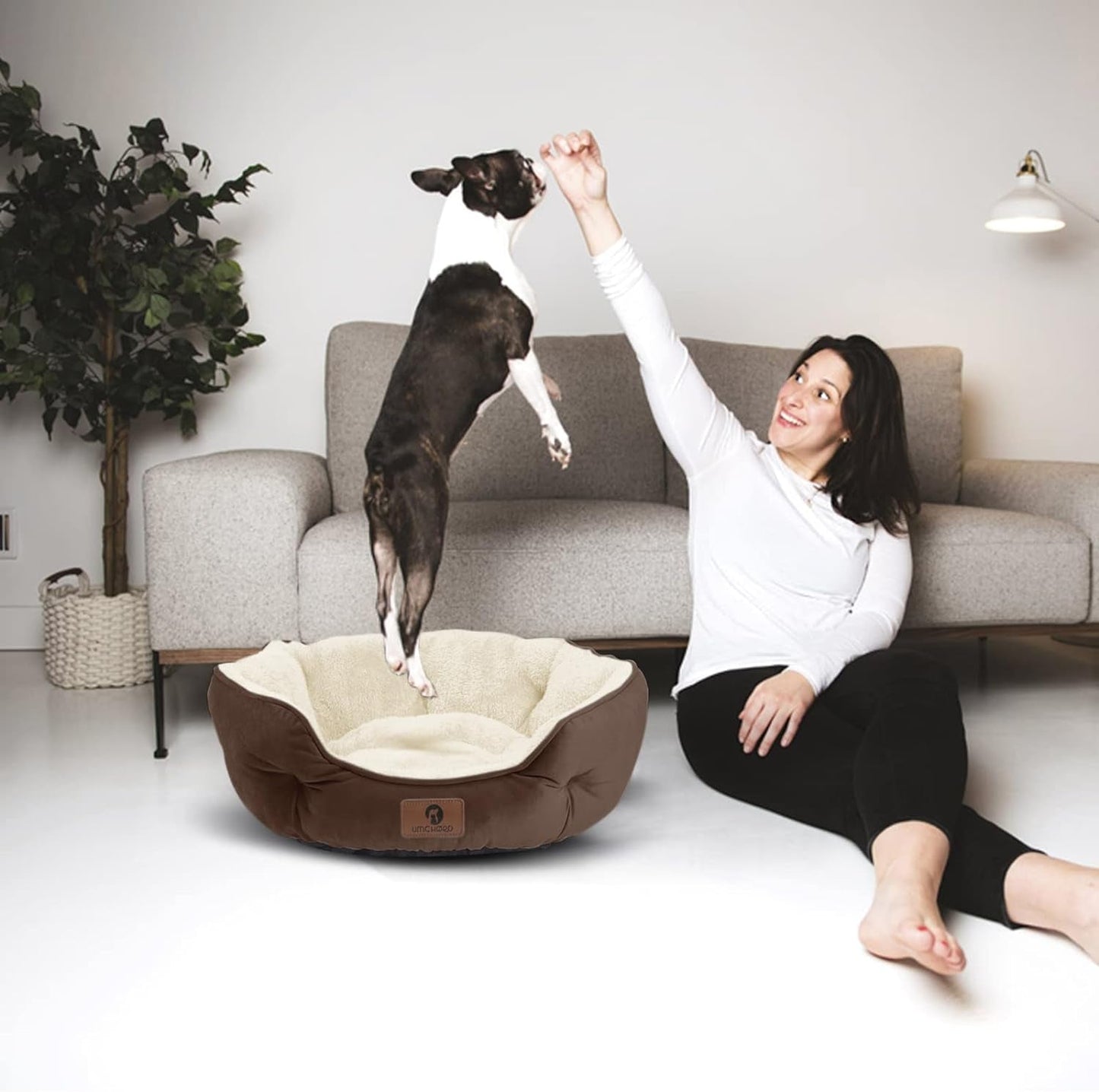 The Cozy Canine Cloud: Where Tiny Paws and Feline Royalty Snuggle, Snooze, and Spill in Style!
