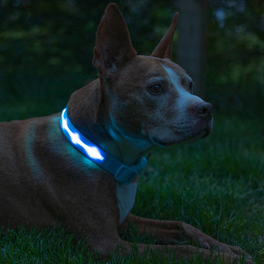 Glow Like a Pup Star: The Disco Collar with 1,000 Feet of Visibility - Rechargeable, Waterproof, and Ready to Party on Your Night Walks!